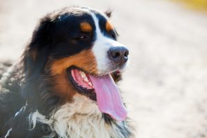 Bernese mountain dog portrait